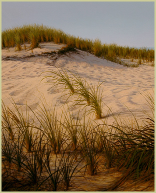 Dune Grasses - Patrick Kitson