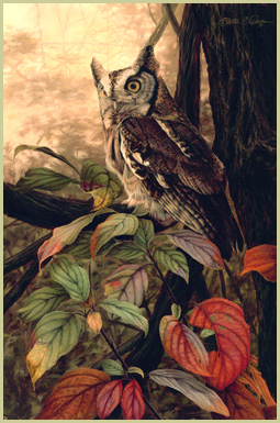 Nocturne - Eastern Screech Owl - Patrick Kitson