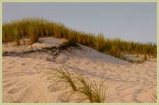 Dune Grasses - Patrick Kitson