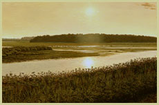 Searchlight - Snowy Egret - Patrick Kitson